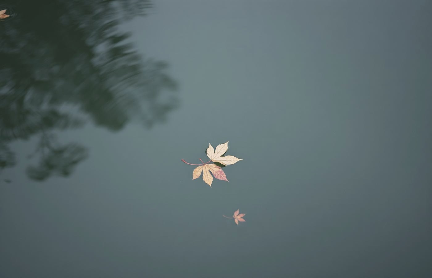 A single leaf resting on still green water